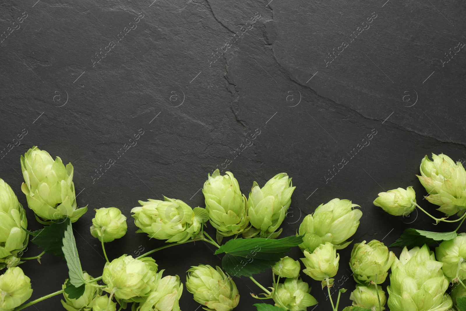 Photo of Fresh green hops and leaves on black table, flat lay. Space for text