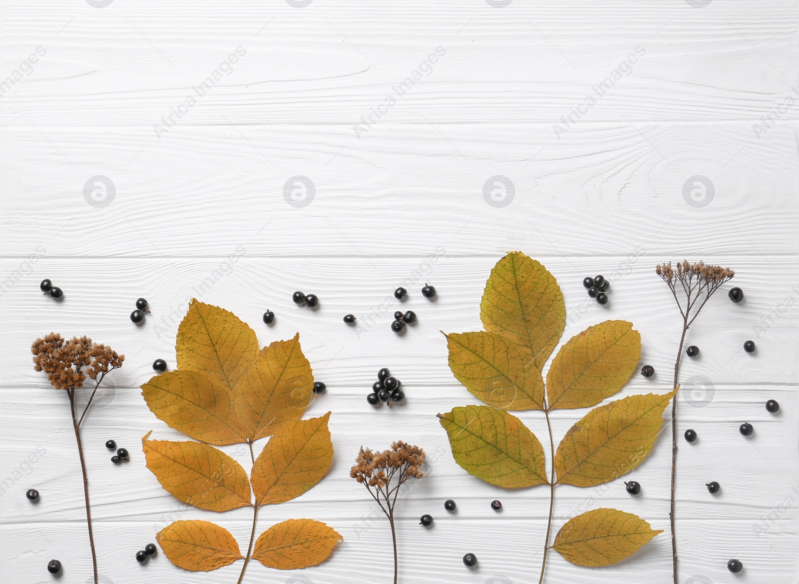 Photo of Flat lay composition with autumn leaves, dried yarrow flowers and black berries on white wooden table. Space for text