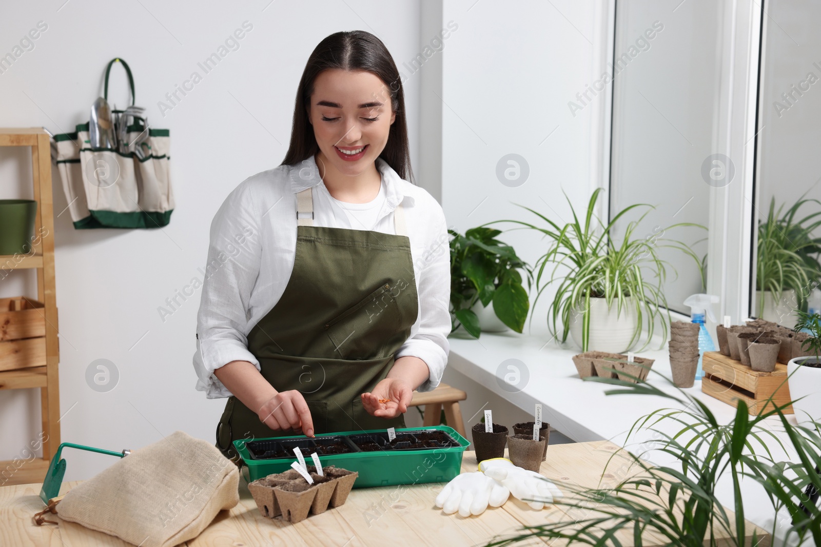 Photo of Young woman planting vegetable seeds into plastic pots with soil at wooden table indoors