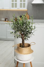 Beautiful potted olive tree on stool in stylish kitchen