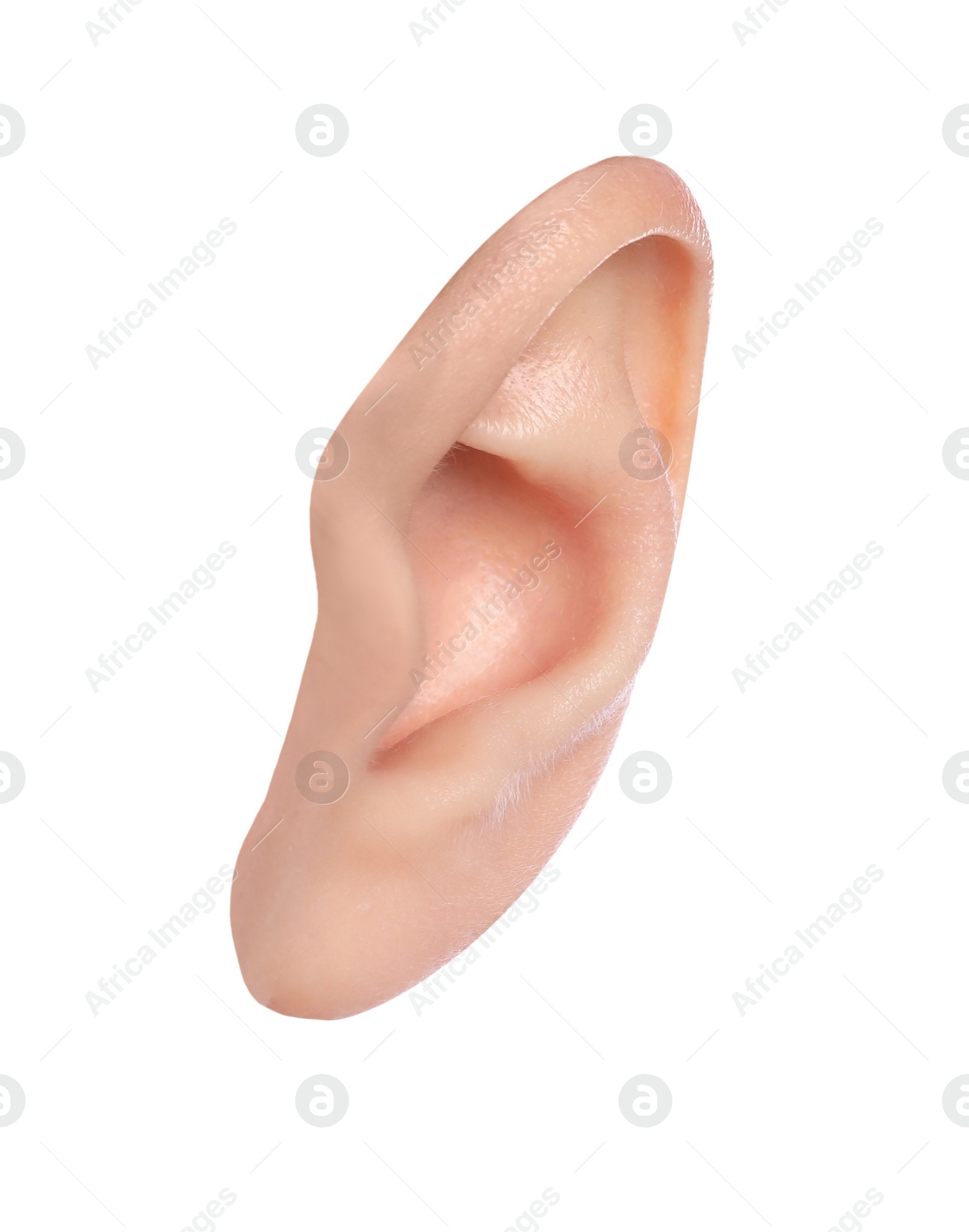 Image of Human ear isolated on white. Organ of hearing and balance