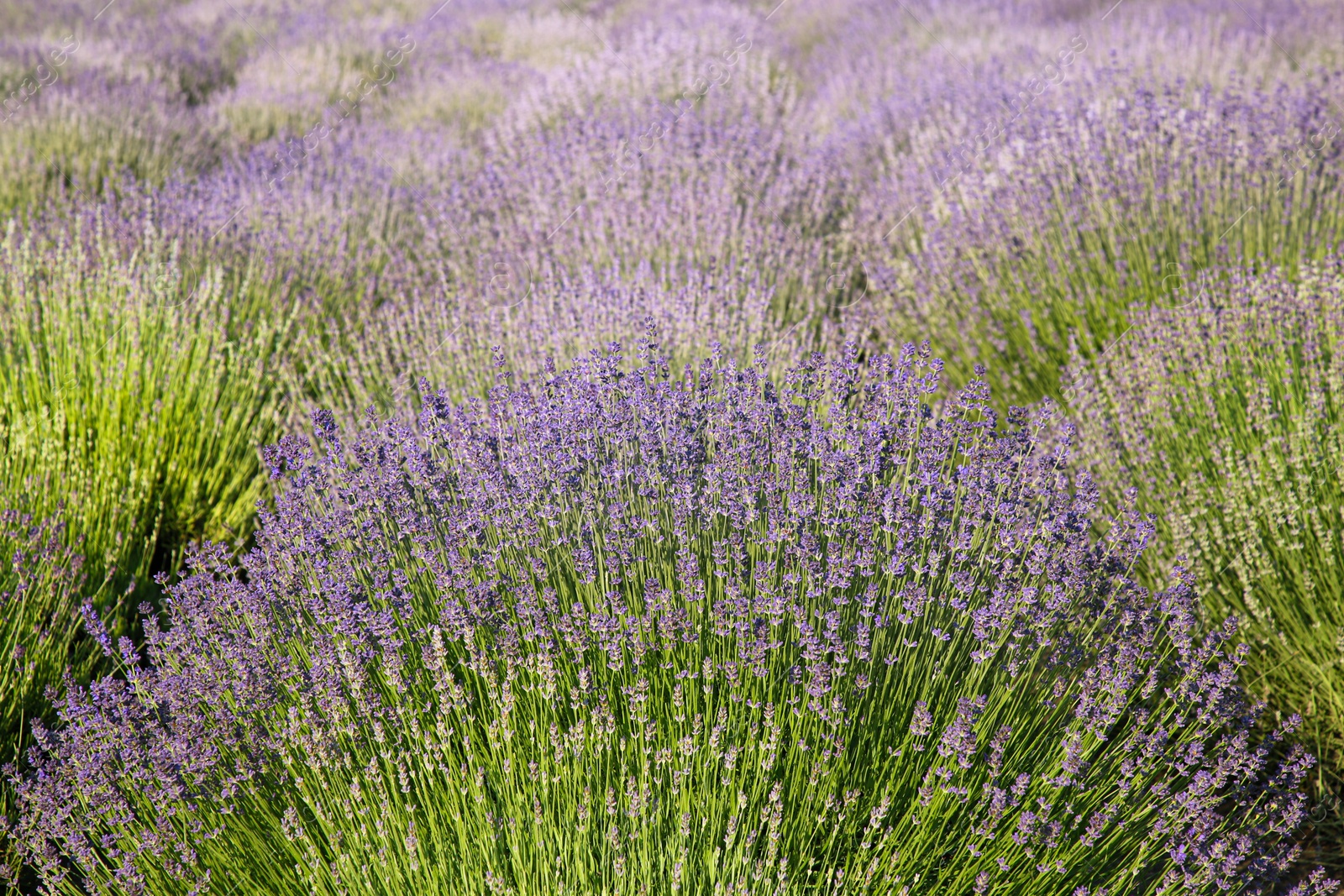 Photo of Beautiful view of blooming lavender growing in field