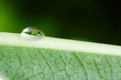 Photo of Macro photo of leaf with water drop on blurred green background