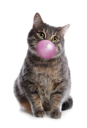 Cute gray tabby cat blowing bubble gum on white background