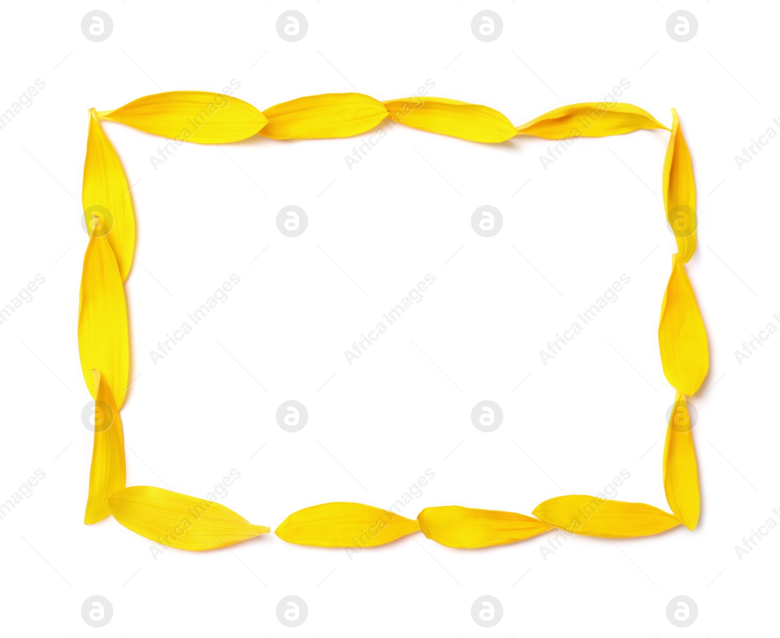 Photo of Frame made with sunflower petals on white background, top view. Space for text