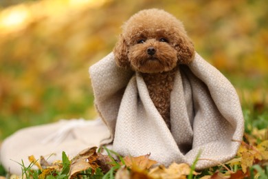 Cute Maltipoo dog wrapped in blanket in autumn park