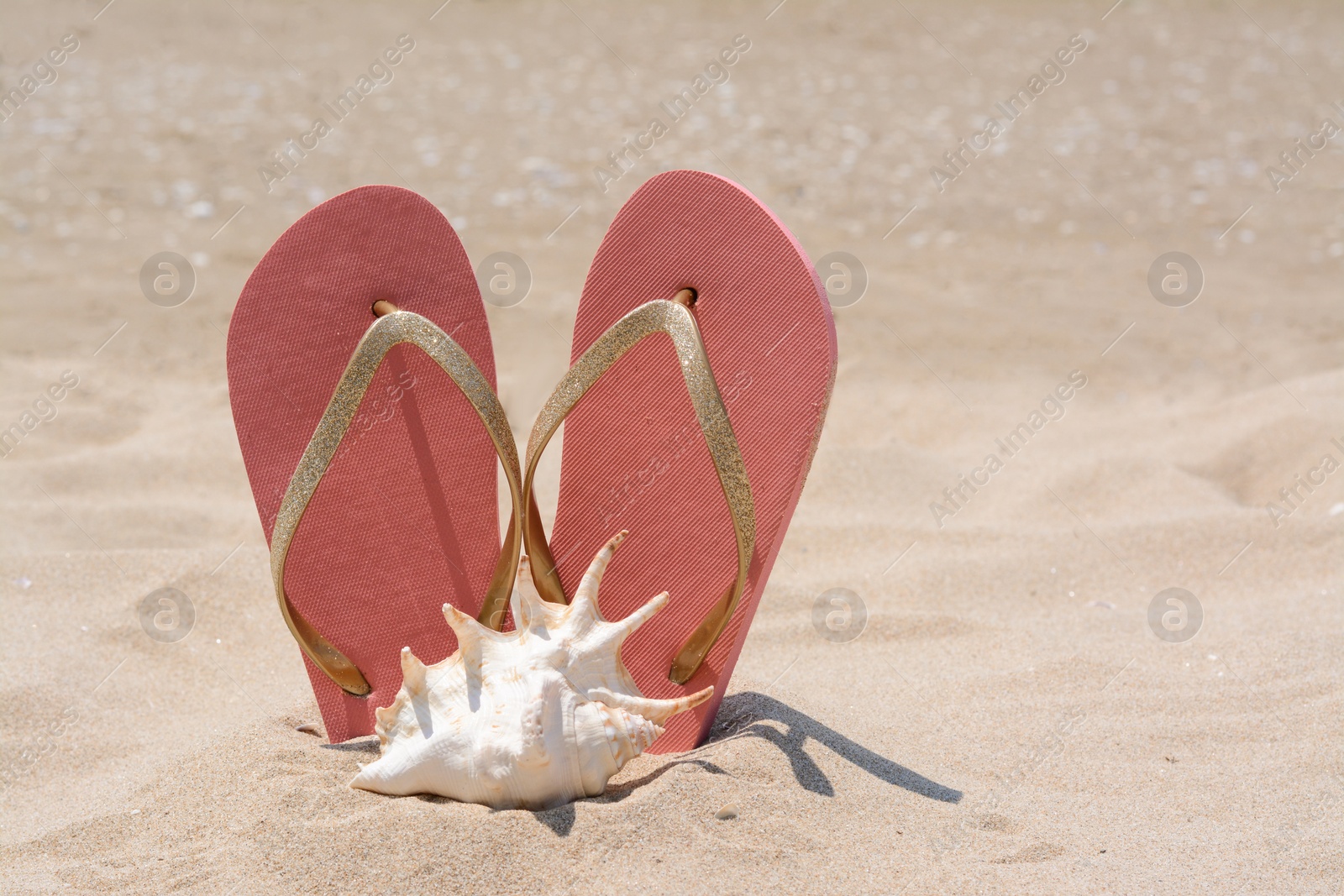 Photo of Seashell near stylish pink flip flops in sand on sunny day, space for text