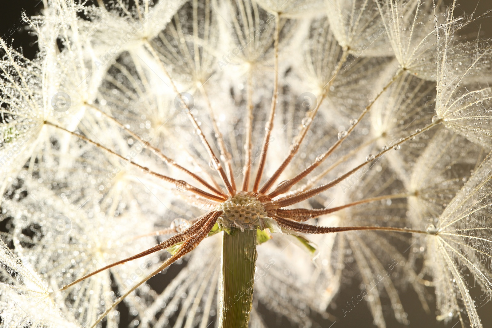 Photo of Dandelion seed head with dew drops, close up