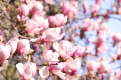 Blurred view of beautiful tree with pink blossom outdoors. Bokeh effect