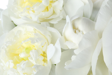 Photo of Beautiful white peonies as background, closeup view