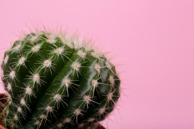 Beautiful green cactus on pink background, closeup with space for text. Tropical plant