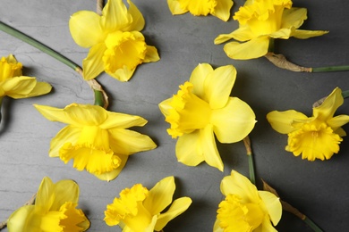 Photo of Flat lay composition with daffodils on dark background. Fresh spring flowers