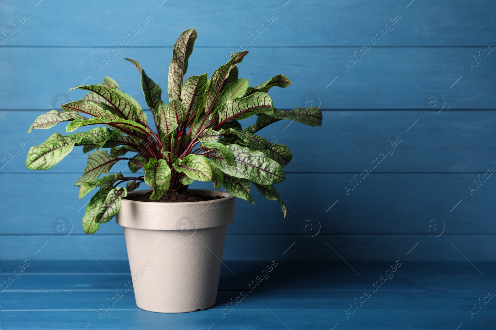 Photo of Sorrel plant in pot on blue wooden table. Space for text
