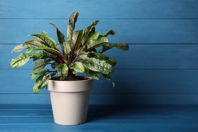 Sorrel plant in pot on blue wooden table. Space for text