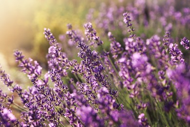 Closeup view of beautiful lavender in field on sunny day