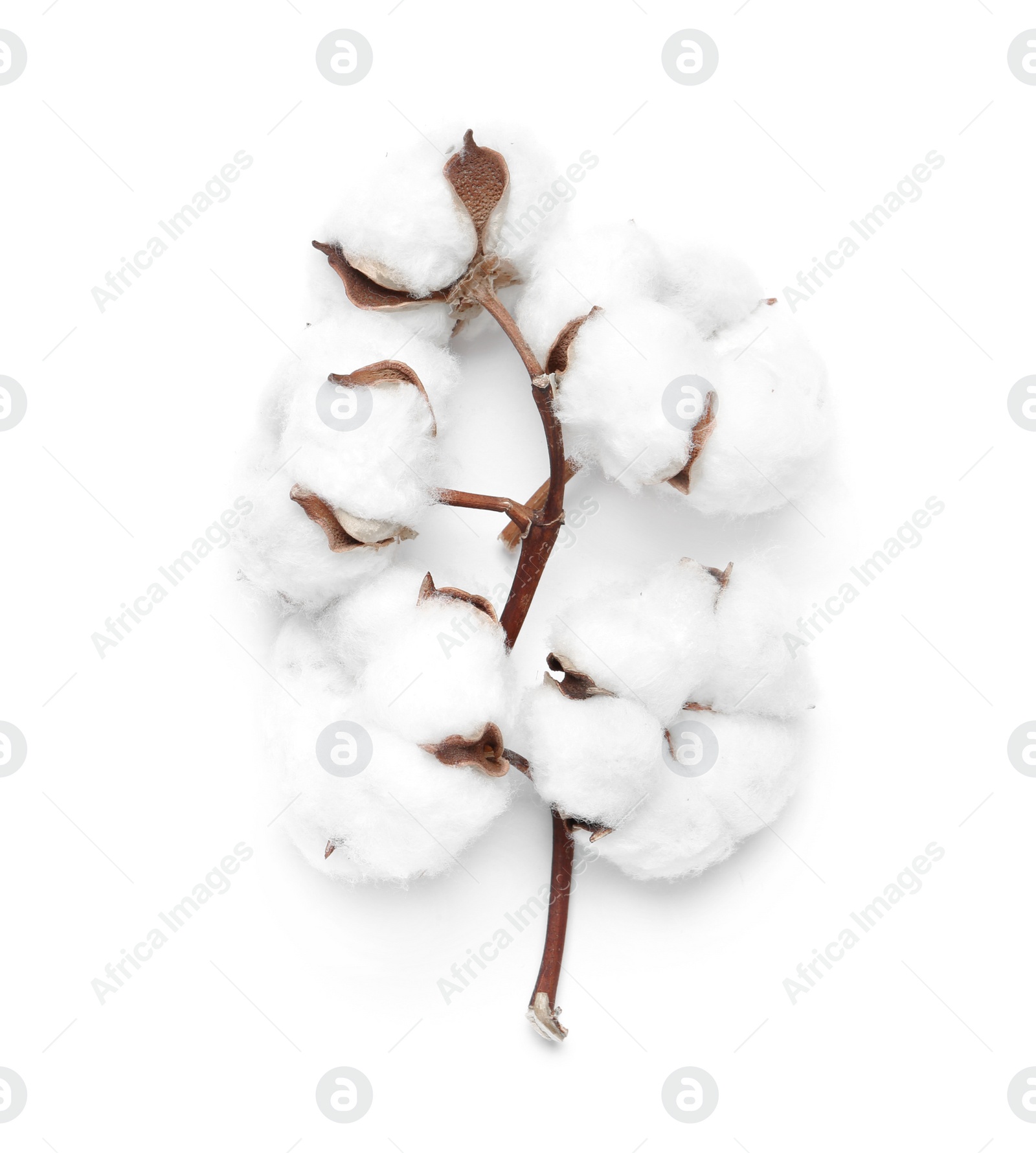 Photo of Beautiful fluffy cotton flowers on white background