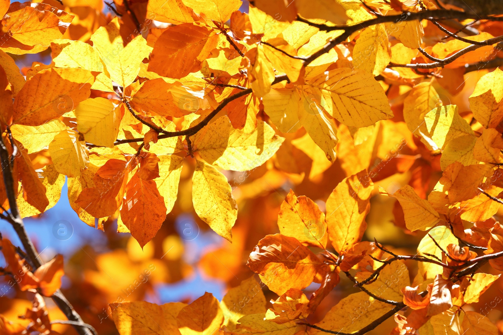 Photo of Tree with beautiful bright leaves outdoors on sunny autumn day, closeup