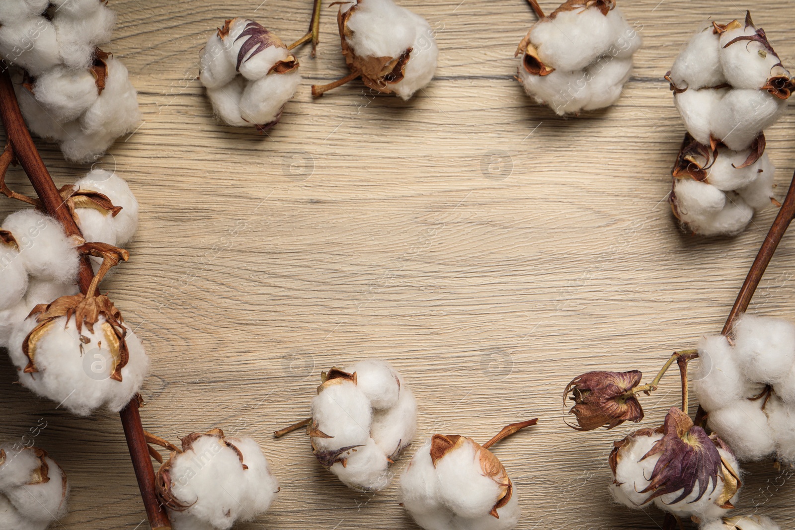 Photo of Dry cotton branches with fluffy flowers on wooden table, flat lay. Space for text