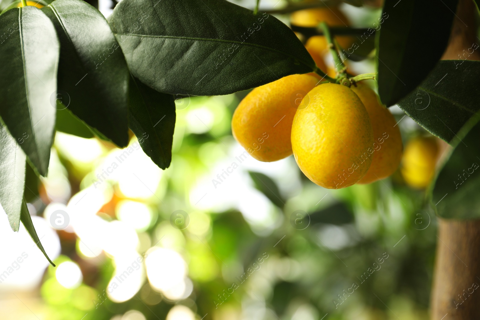 Photo of Kumquat tree with ripening fruits outdoors, closeup