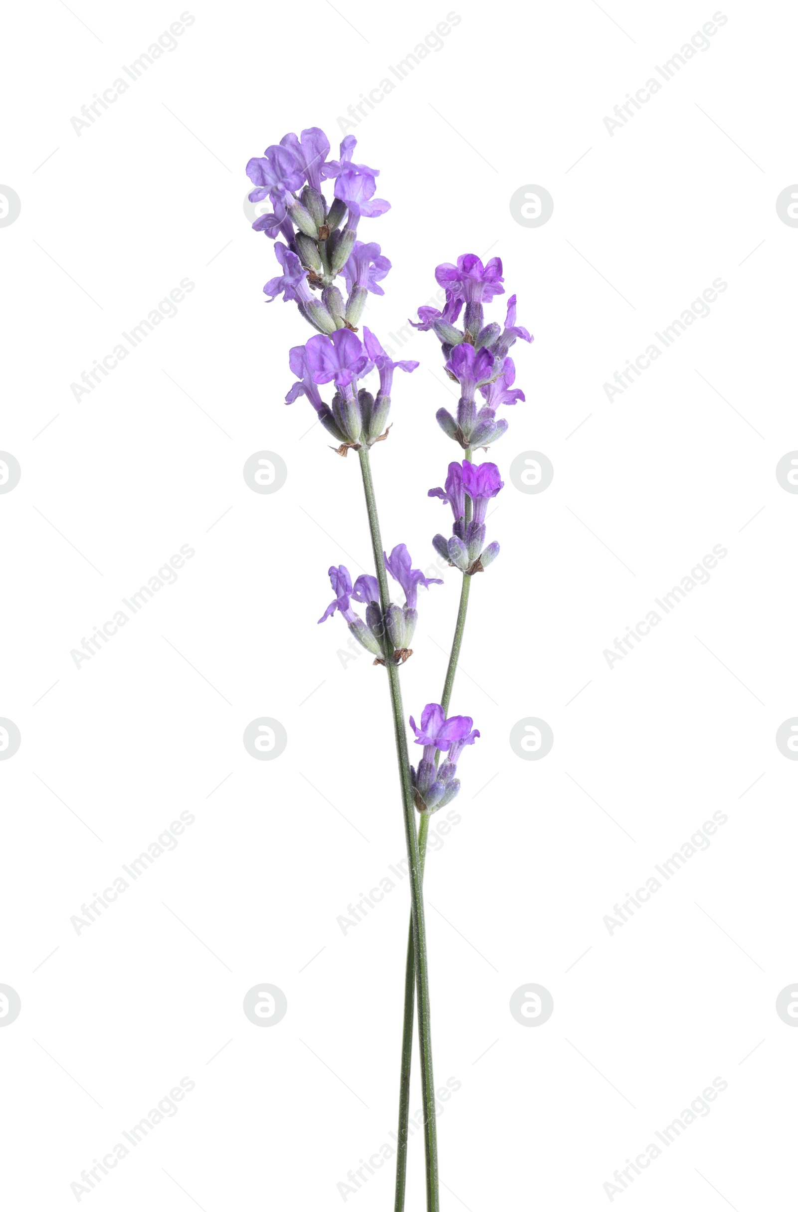 Photo of Beautiful blooming lavender flowers isolated on white