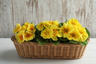 Photo of Beautiful yellow primula (primrose) flowers in wicker basket on wooden table. Spring blossom