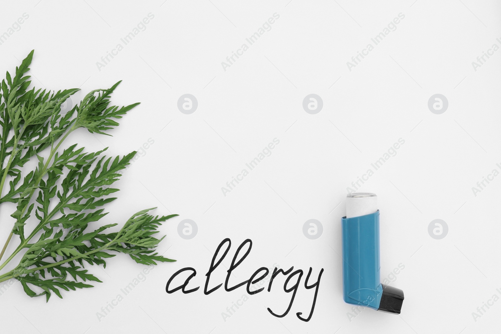 Photo of Ragweed plant (Ambrosia genus), asthma inhaler and word "ALLERGY" written on white background, top view