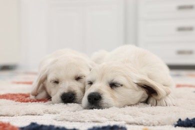 Photo of Cute little puppies lying on carpet indoors