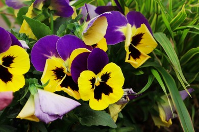 Photo of Beautiful colorful pansies growing in garden, closeup