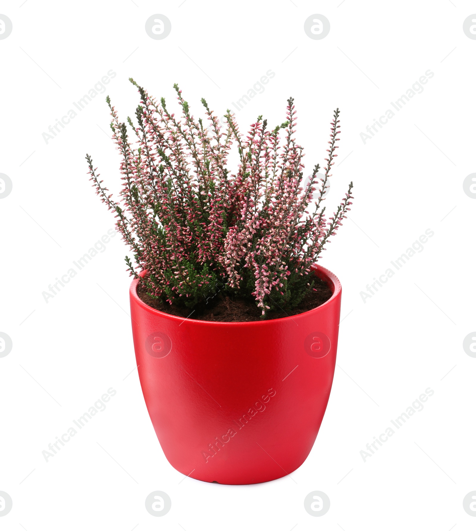 Photo of Beautiful heather in flowerpot isolated on white