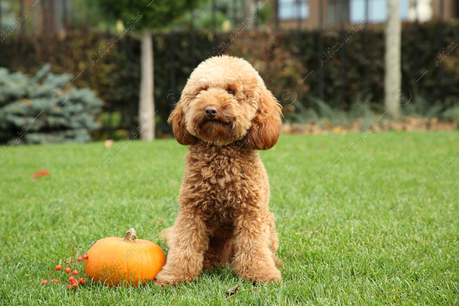 Photo of Cute fluffy dog, pumpkin and red berries on green grass in park