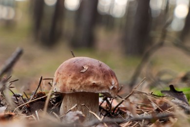 Photo of Beautiful porcini mushroom growing in forest, closeup