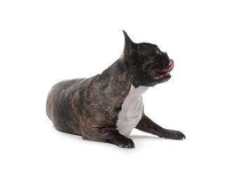 Photo of Adorable French Bulldog on white background. Lovely pet