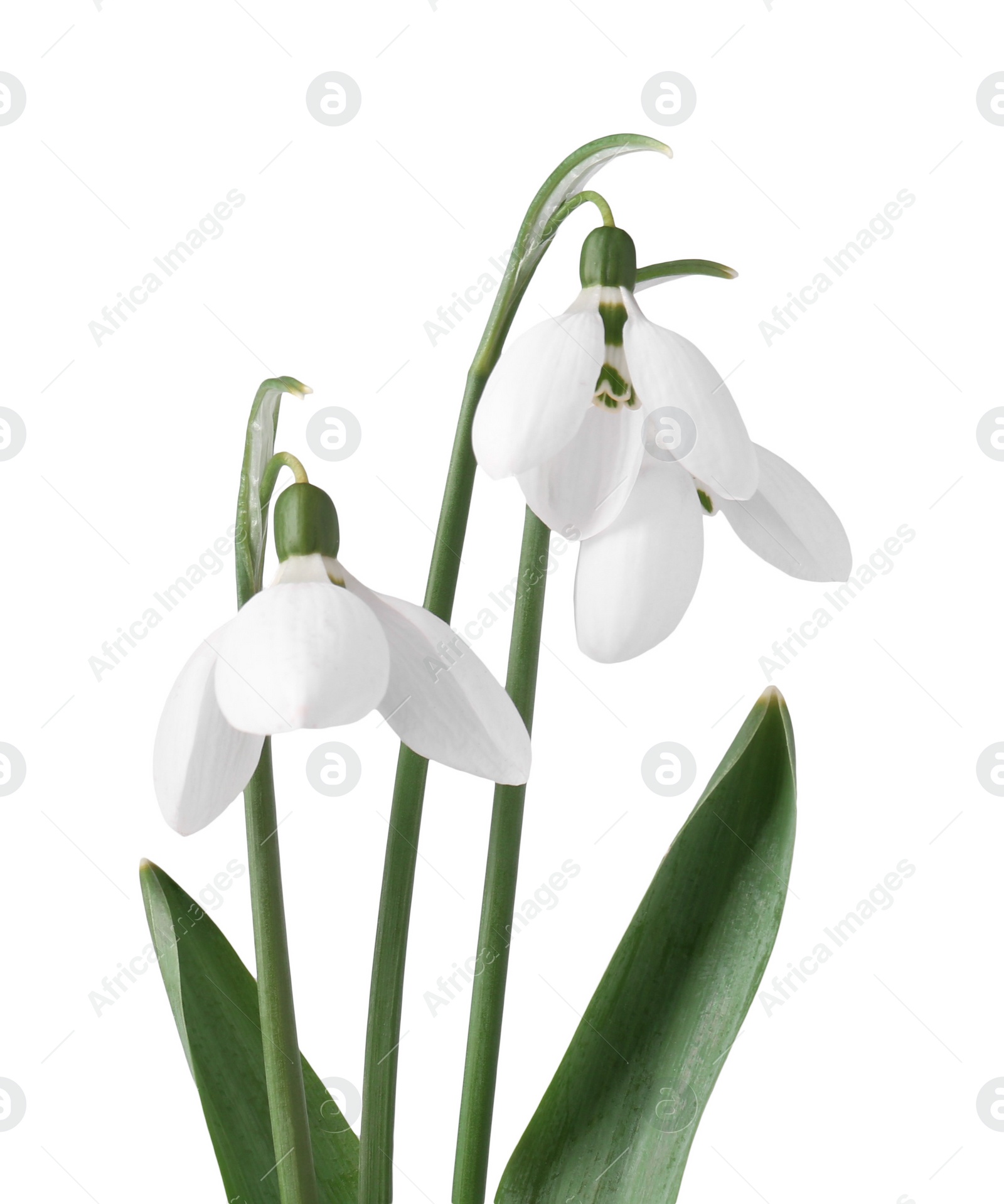 Photo of Beautiful snowdrops isolated on white. Spring flowers