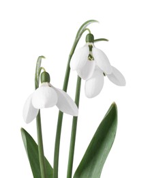 Beautiful snowdrops isolated on white. Spring flowers