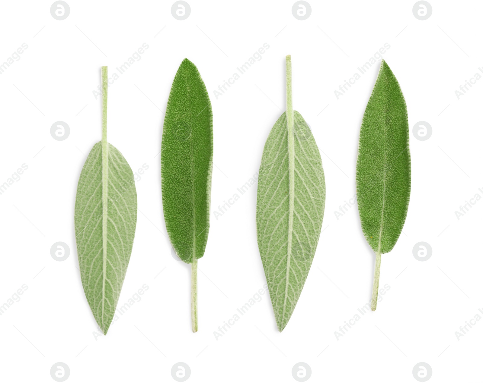 Photo of Fresh green sage leaves isolated on white, top view