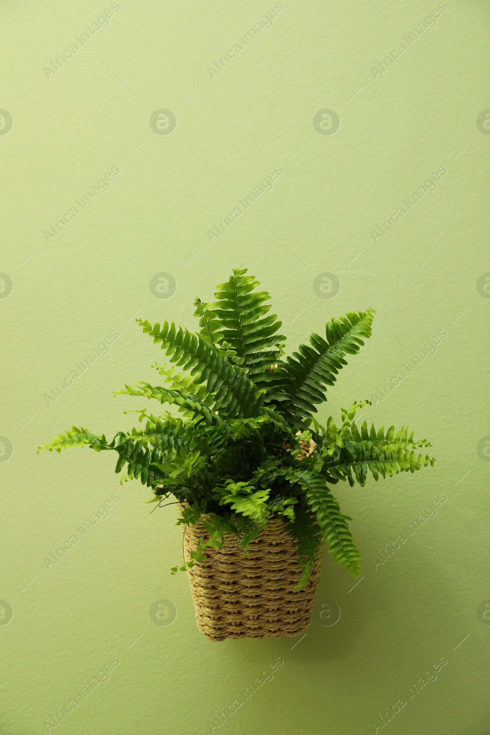 Photo of Beautiful fresh fern hanging on green wall
