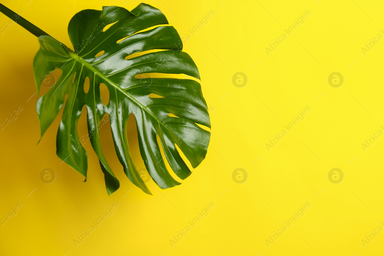 Photo of Beautiful monstera leaf on yellow background, space for text. Tropical plant