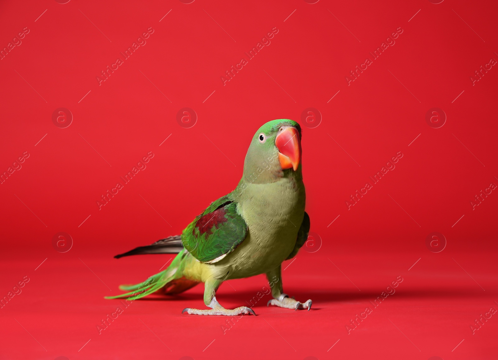 Photo of Beautiful green Alexandrine Parakeet on red background