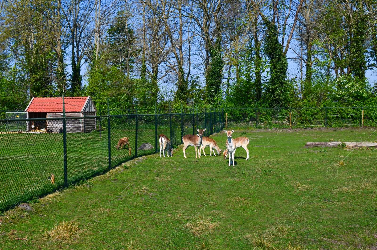 Photo of Cute fallow deer calves grazing on green lawn at farm