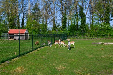 Cute fallow deer calves grazing on green lawn at farm