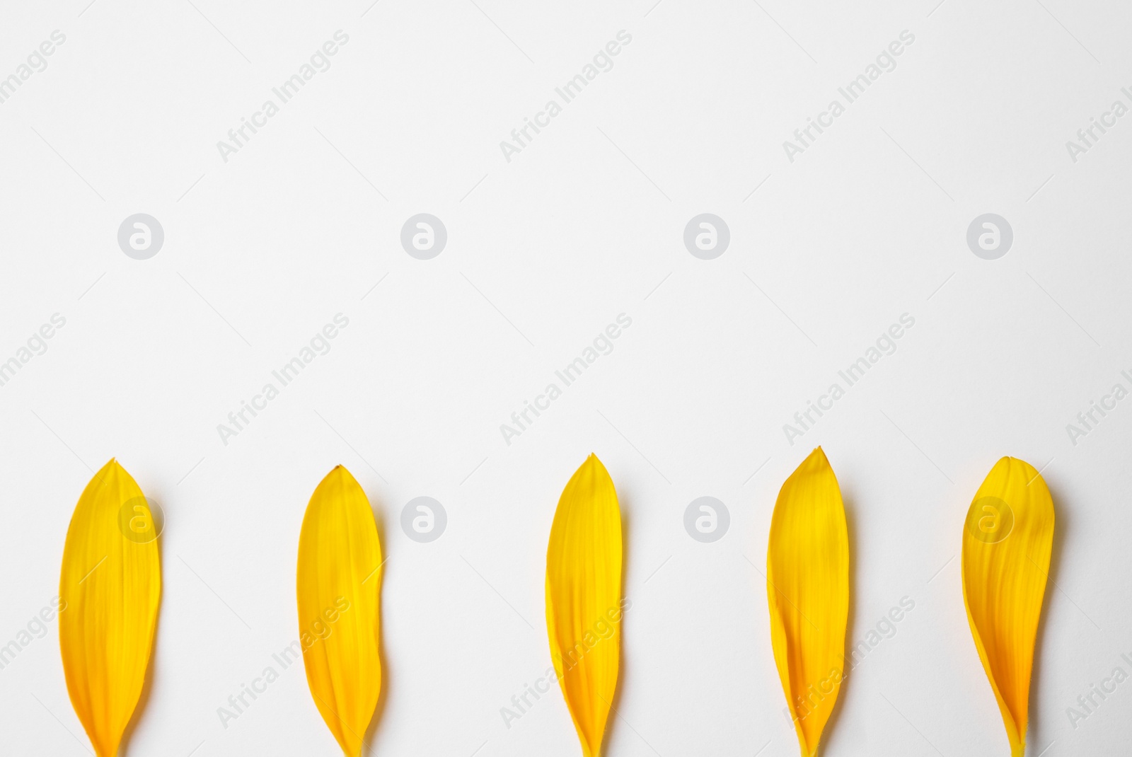 Photo of Fresh yellow sunflower petals isolated on white, top view