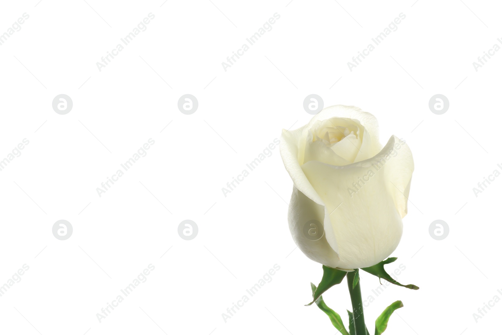 Photo of Beautiful fresh rose on white background. Perfect gift