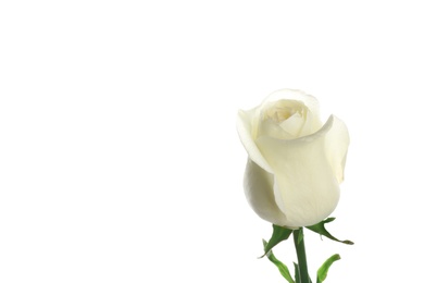 Photo of Beautiful fresh rose on white background. Perfect gift