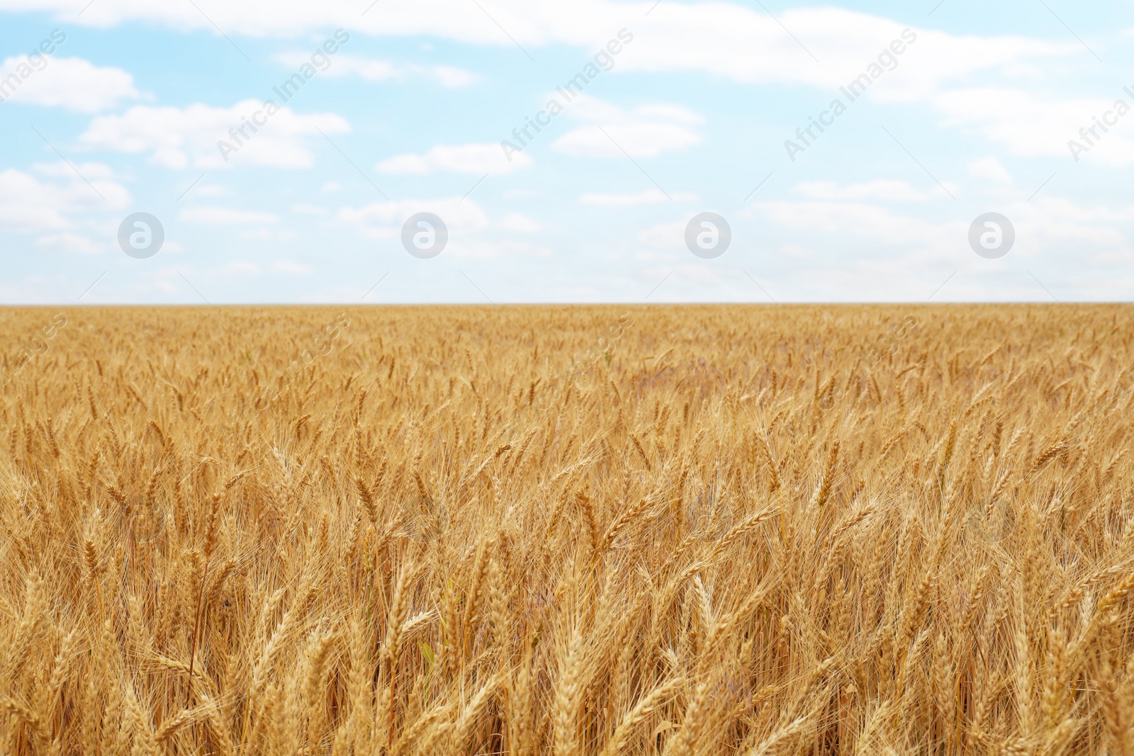 Photo of Beautiful agricultural field with ripe wheat crop on cloudy day