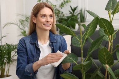 Woman wiping leaves of beautiful potted houseplants with cloth indoors