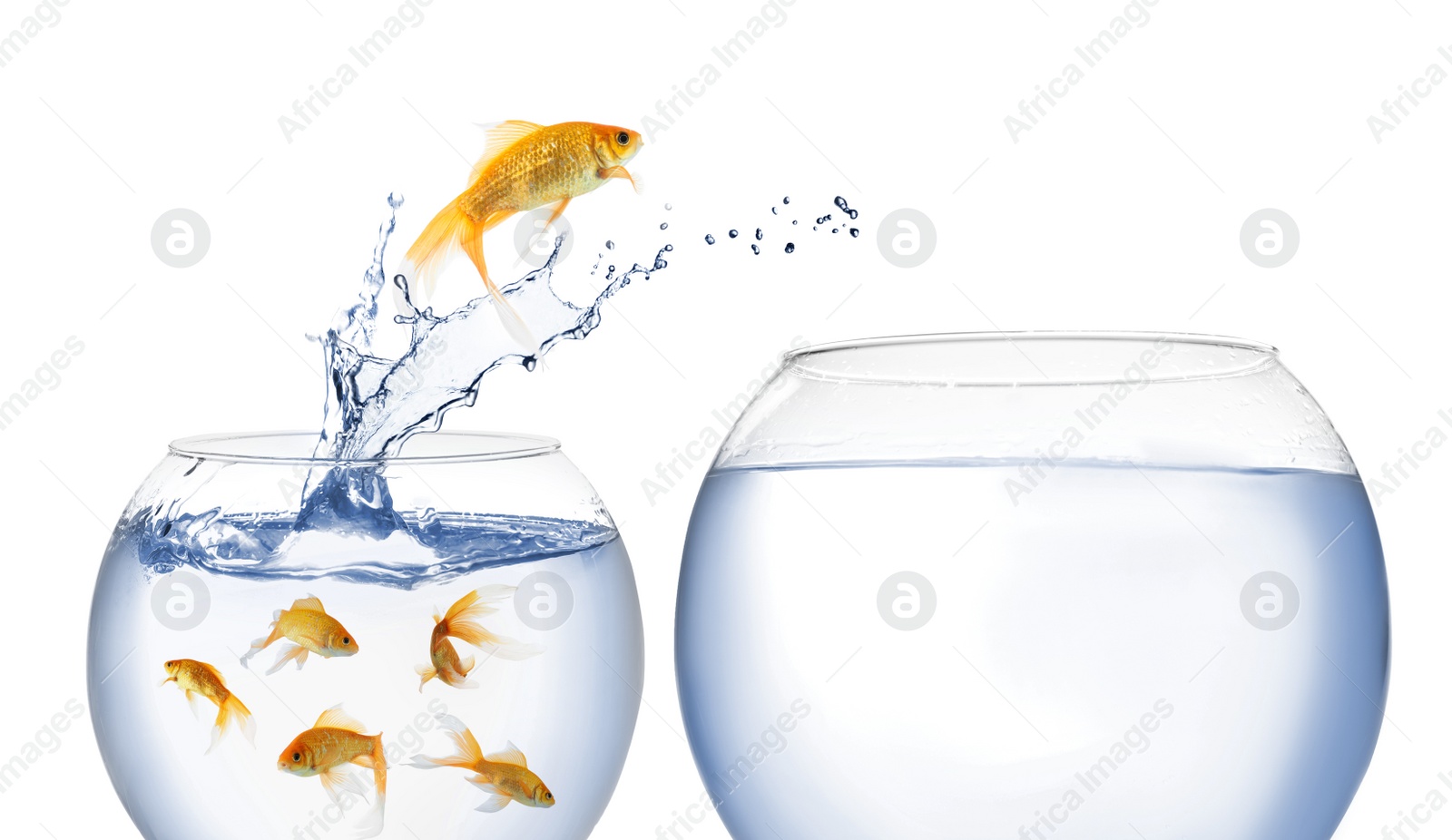 Image of Beautiful goldfish jumping out of water on white background