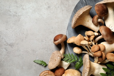 Photo of Flat lay composition with different mushrooms on light grey background, space for text
