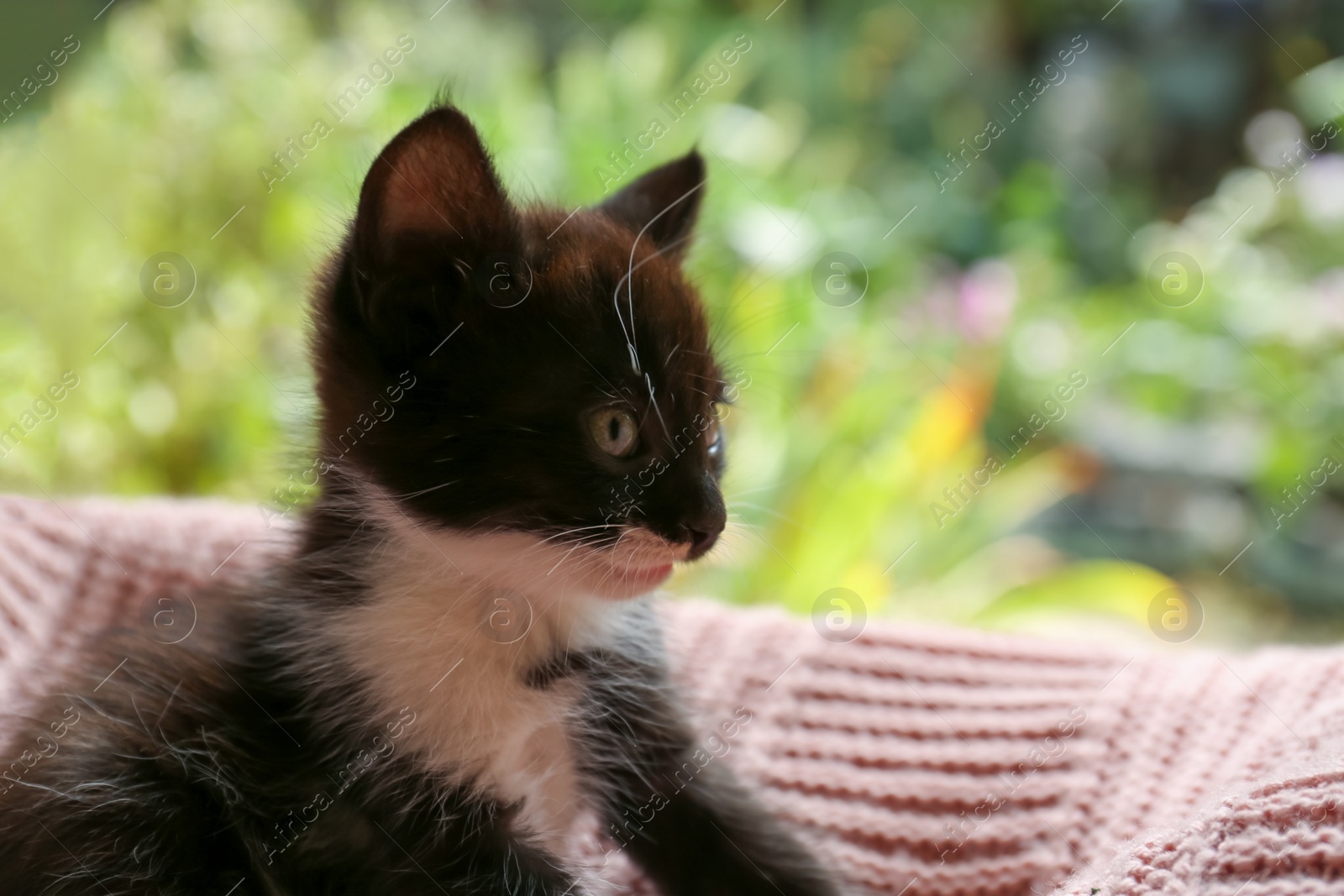 Photo of Cute cat resting on pink knitted fabric outdoors, closeup. Space for text