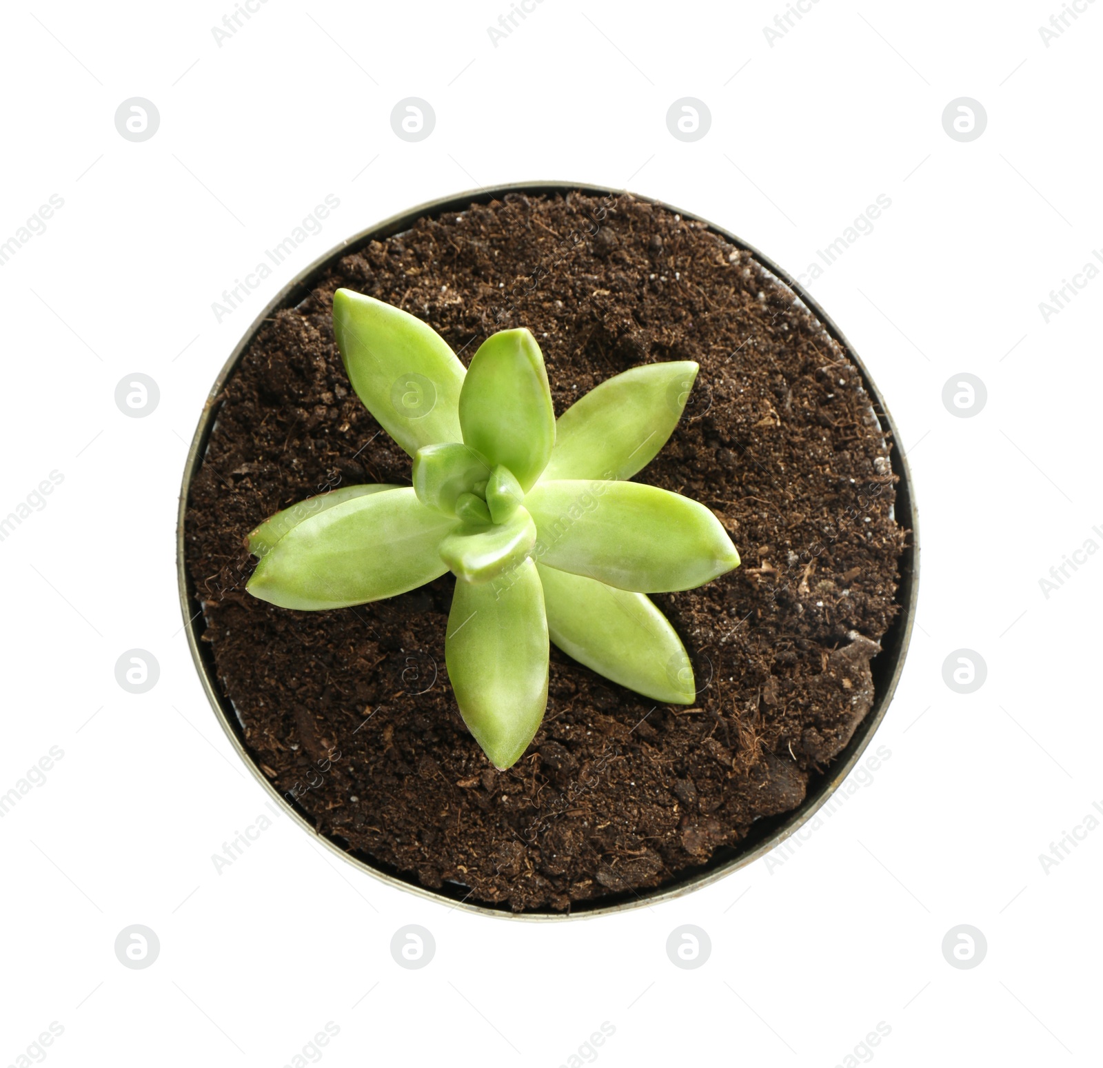 Photo of Beautiful succulent plant in tin can isolated on white, top view. Home decor