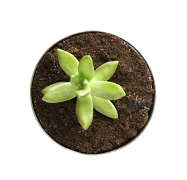 Beautiful succulent plant in tin can isolated on white, top view. Home decor